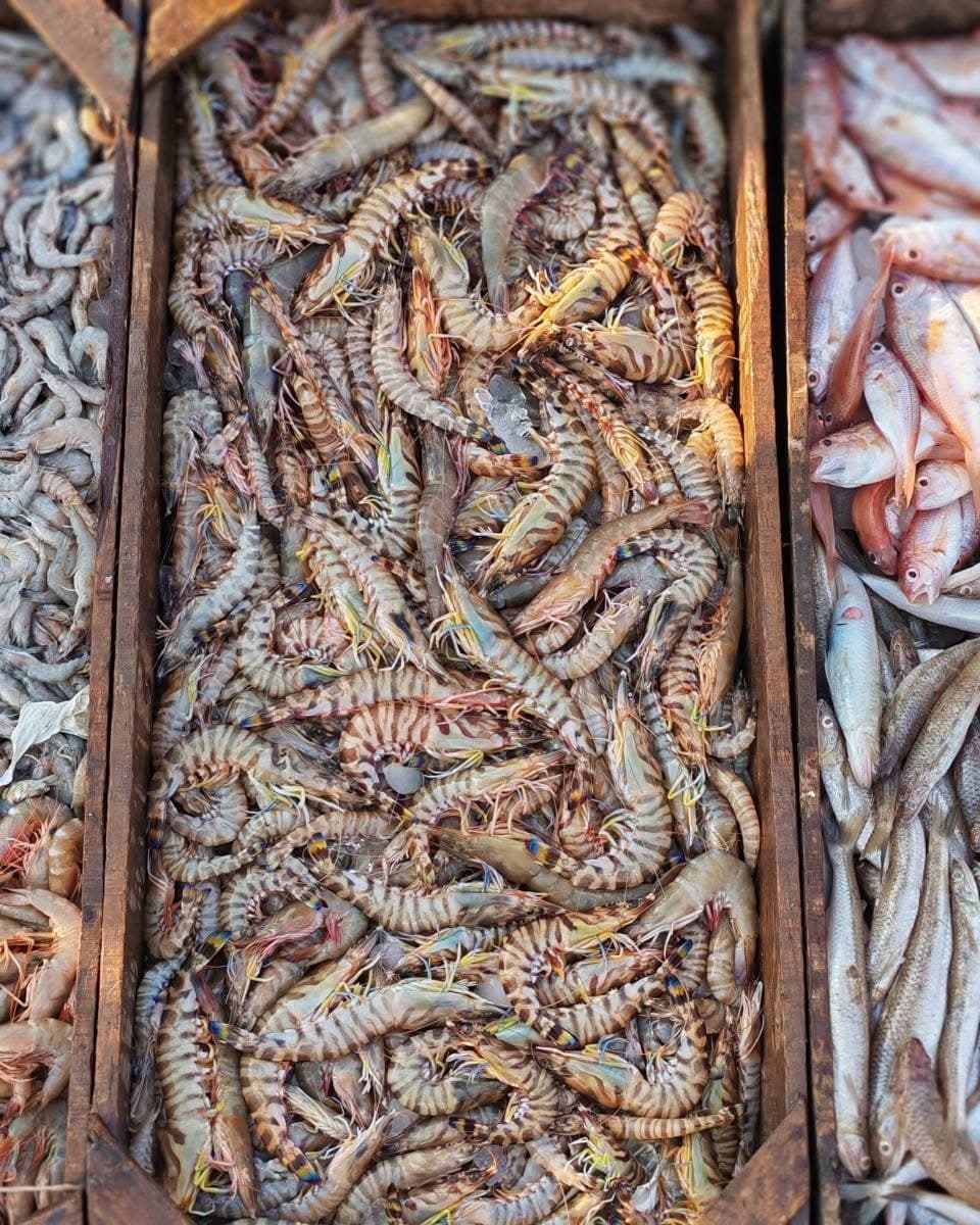 Fresh crates at Burullus port